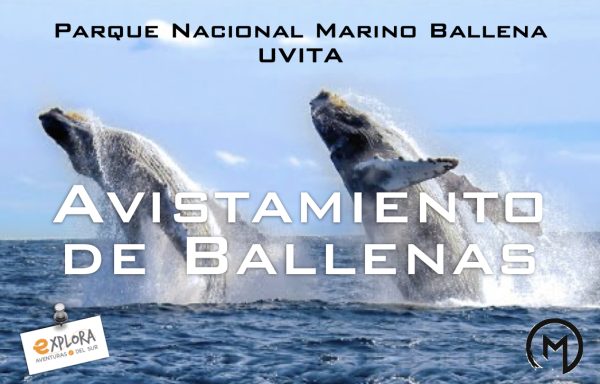 AVISTAMIENTO DE BALLENAS